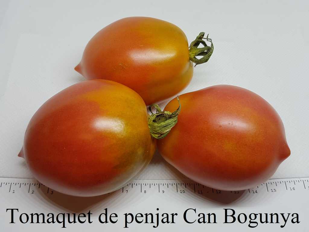 Tomaquet de penjar Can Bogunya 